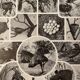 Lithographie gravure sur les oiseaux (autruche) de 1928