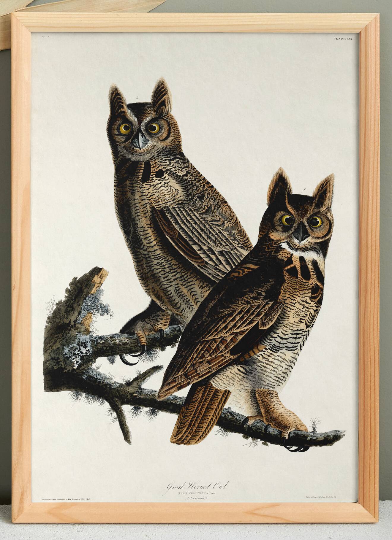 Poster for "Spectacled Owl", based on an old engraving from 1827.