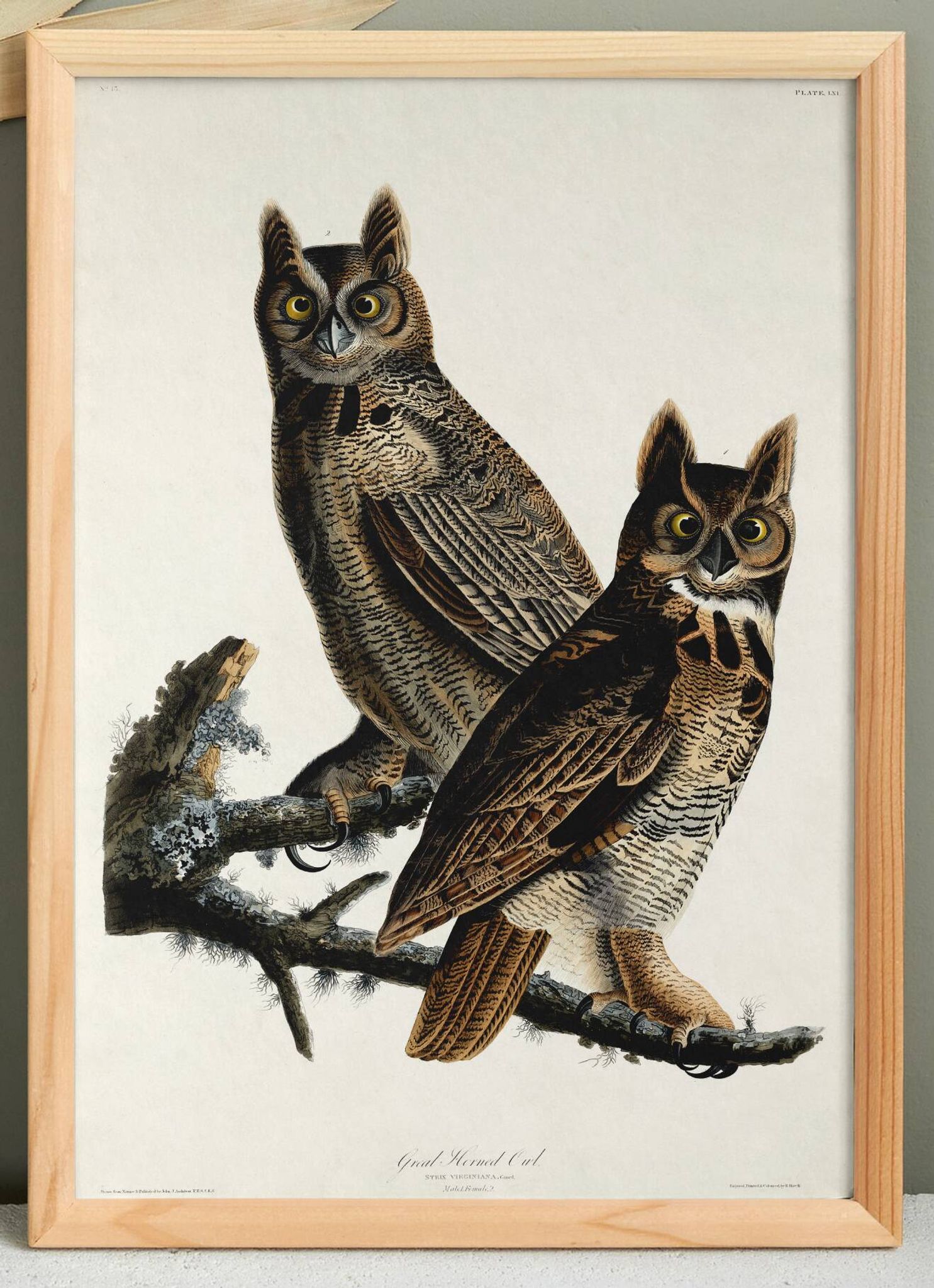 Poster for "Spectacled Owl", based on an old engraving from 1827.