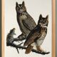 Poster for "Spectacled Owl", based on an old engraving from 1827.