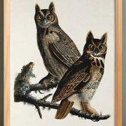 Poster for "Spectacled Owl", based on an old engraving from 1827.