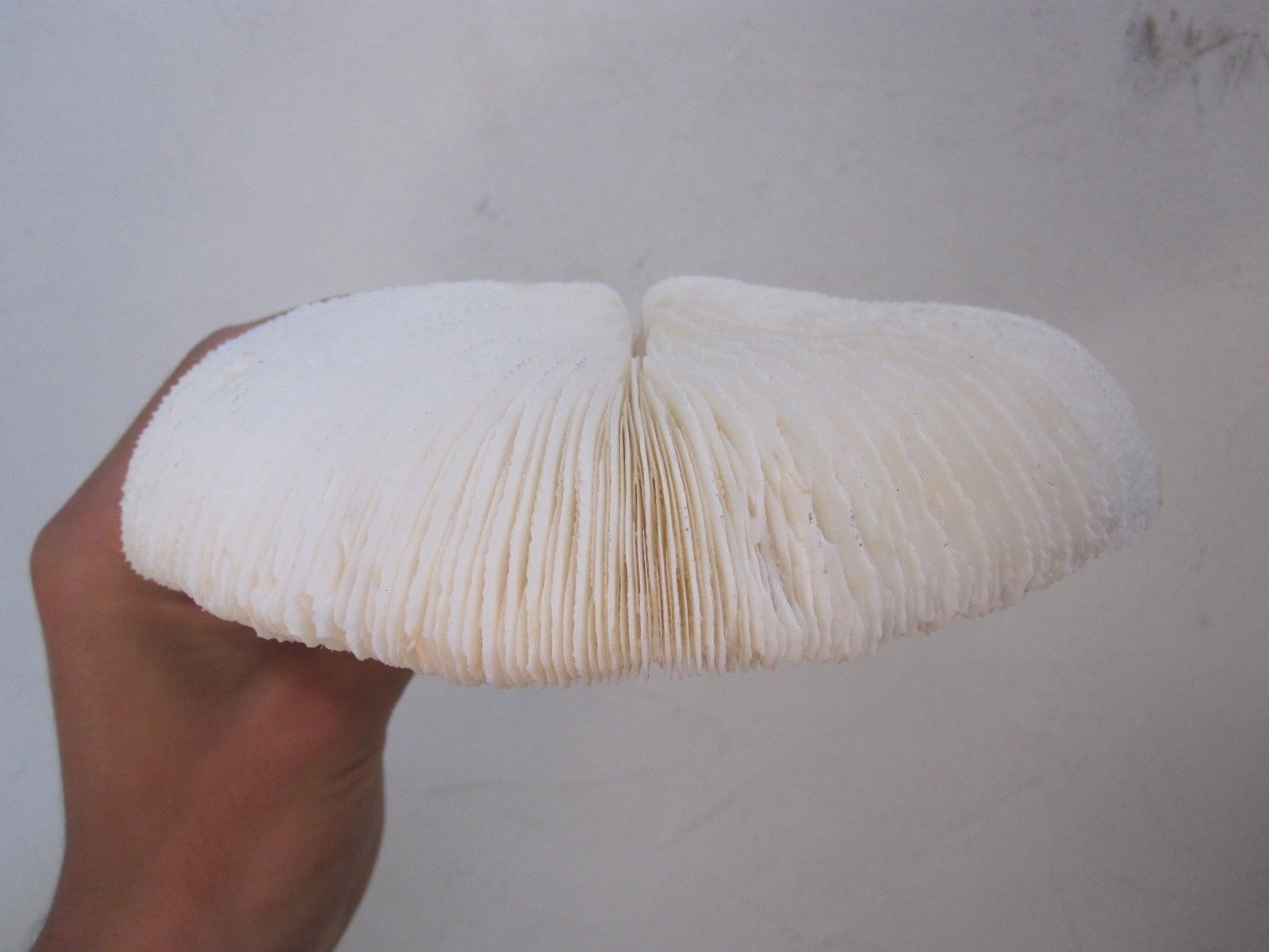 Former shell coral white