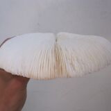 Former shell coral white