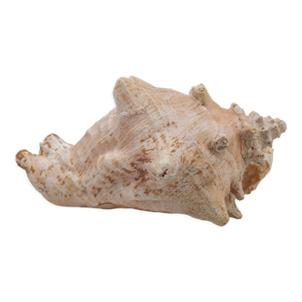 Shell