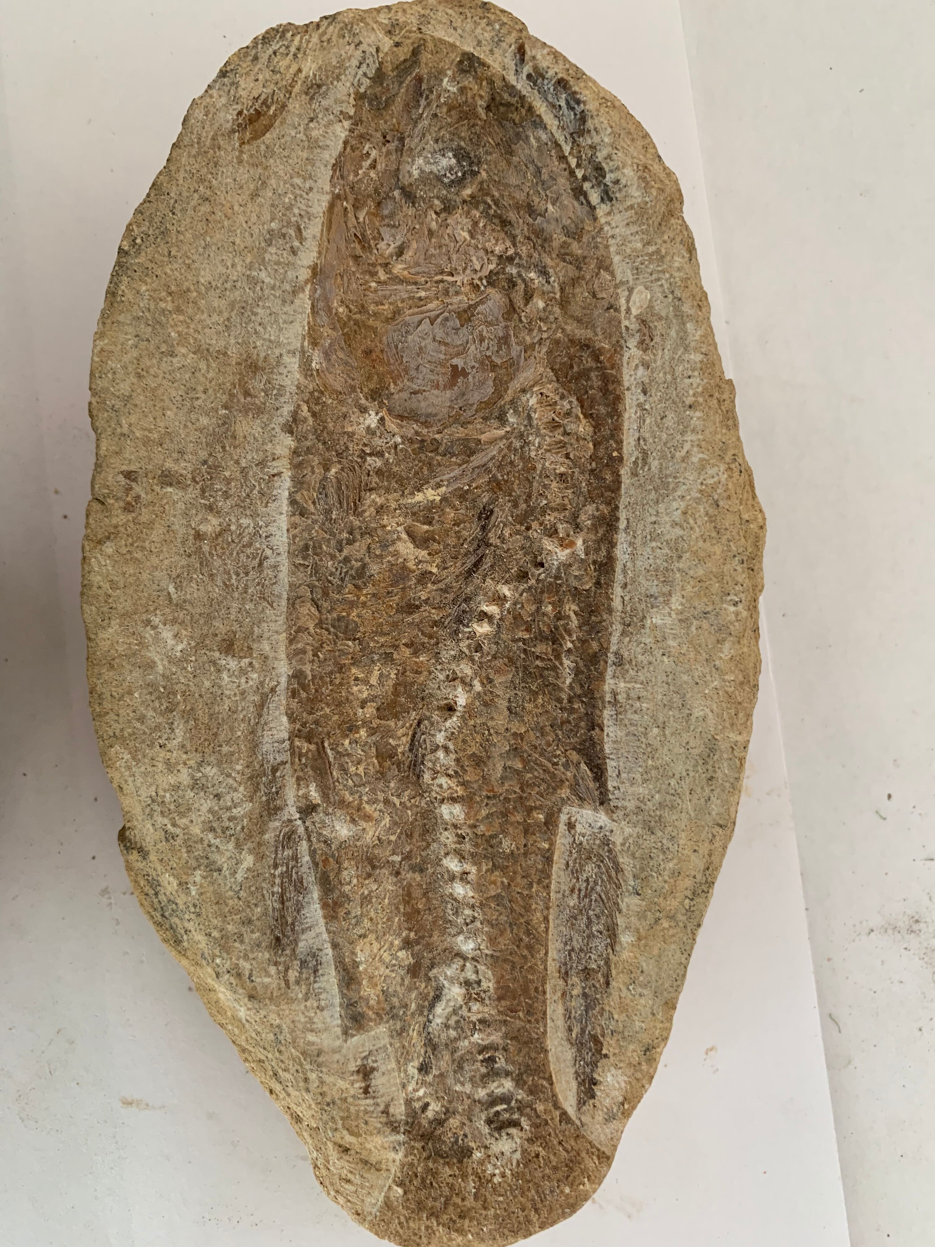 Fish fossil