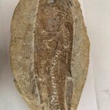 Fish fossil