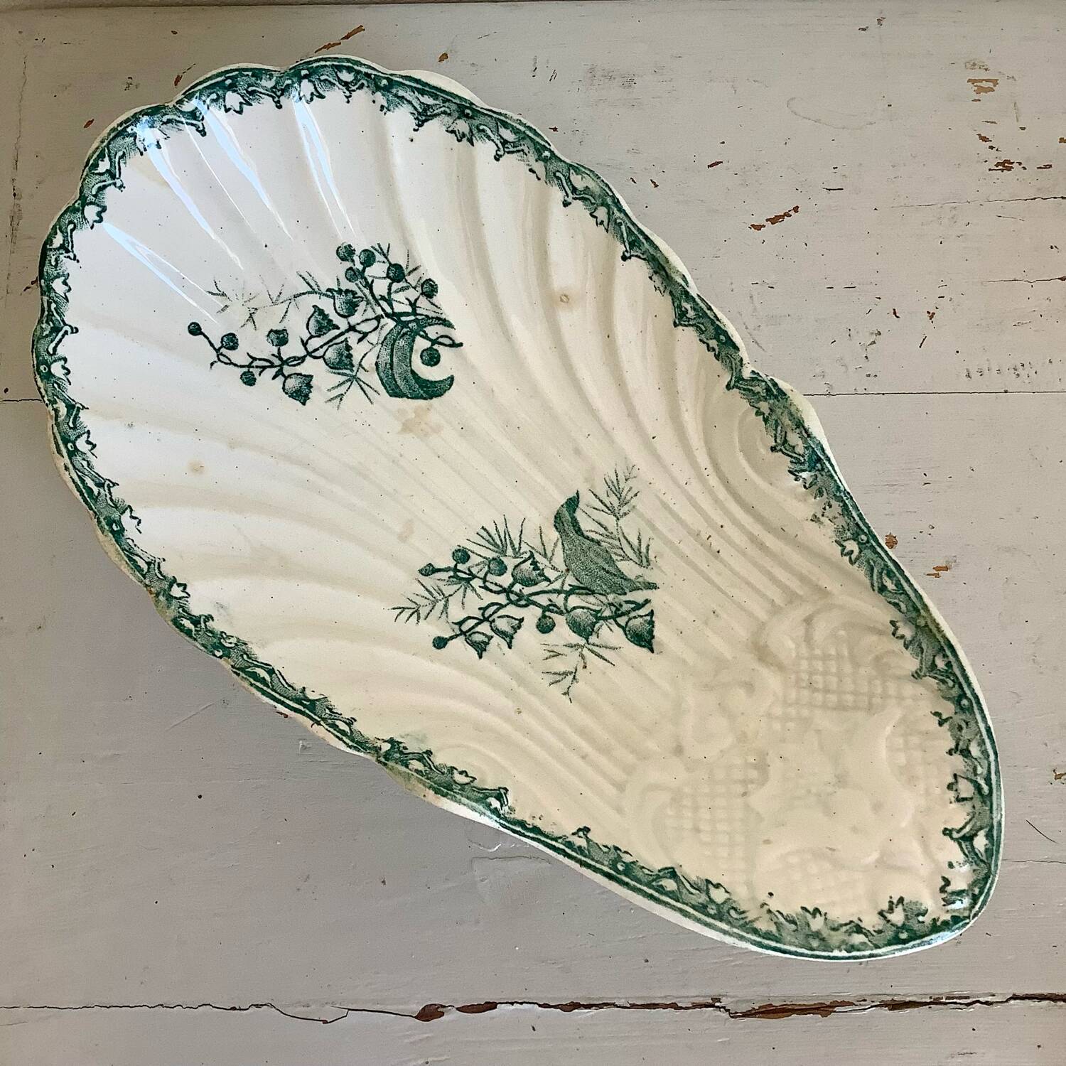 Delight the amandinoise shell