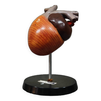 Curiosité modèle Anatomie coeur de grenouille 1970