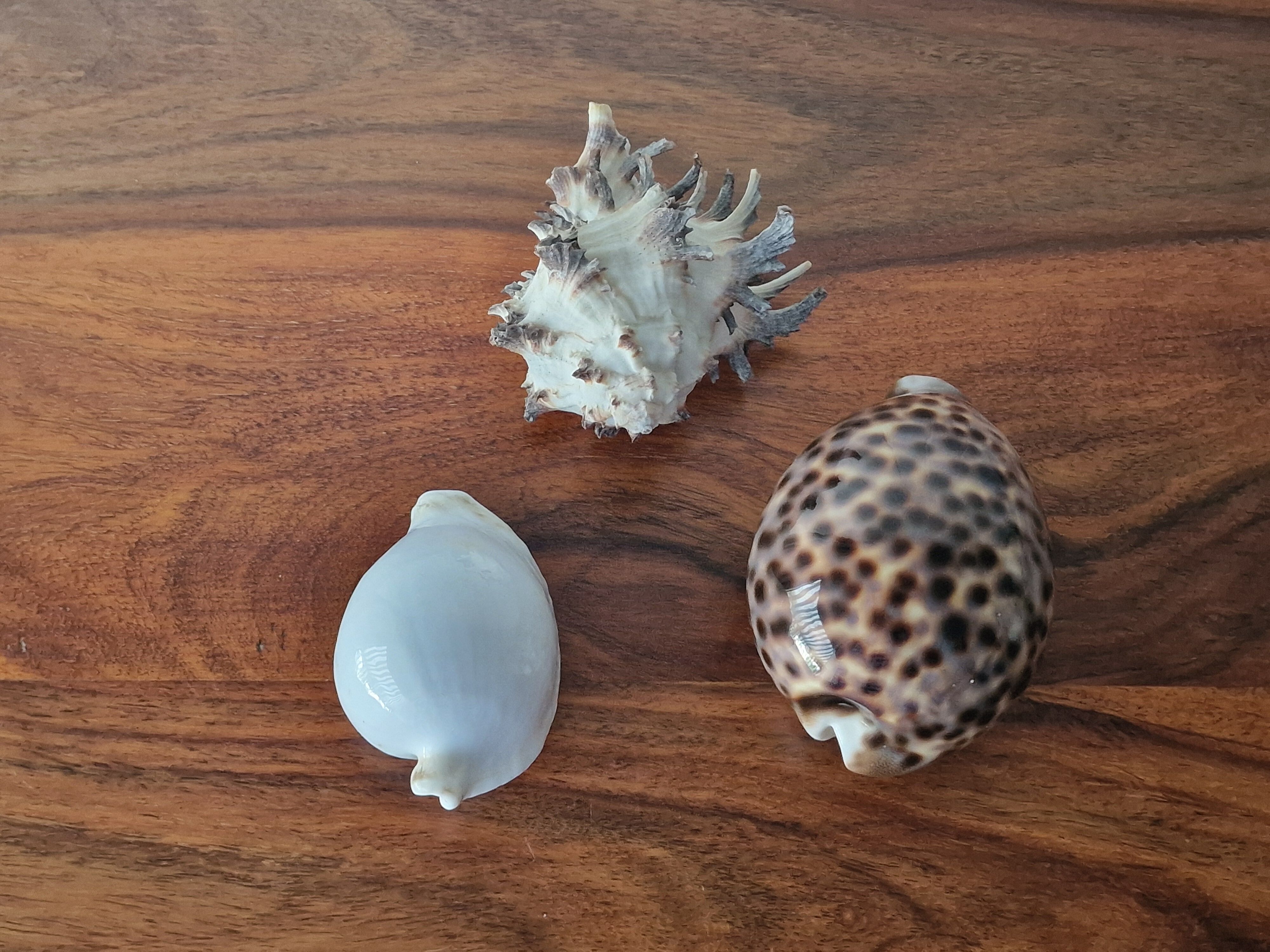 Ancient shell collection