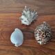 Ancient shell collection