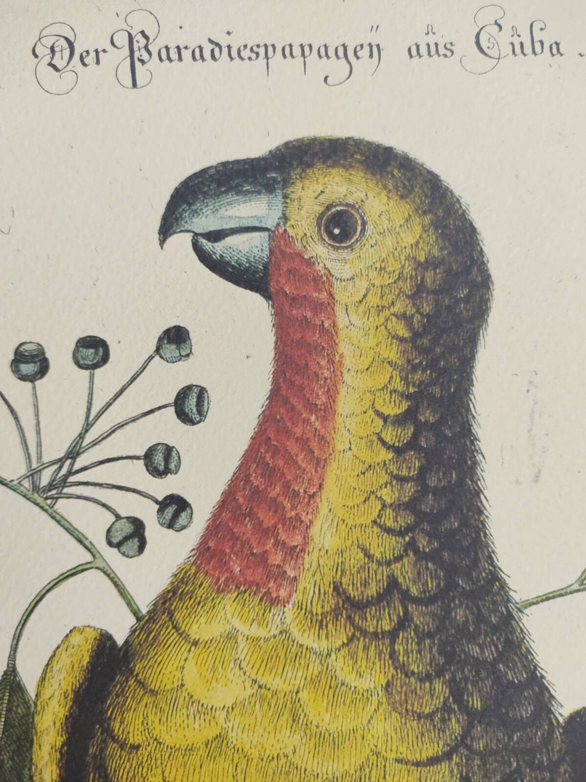 Old bird engraving - Parrot of Paradise of Cuba - Zoological plate by Seligmann & Catesby