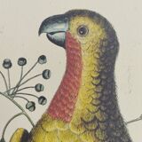 Old bird engraving - Parrot of Paradise of Cuba - Zoological plate by Seligmann & Catesby