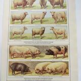 Antique engraving from 1920 - Sheep and Pigs - Original plate