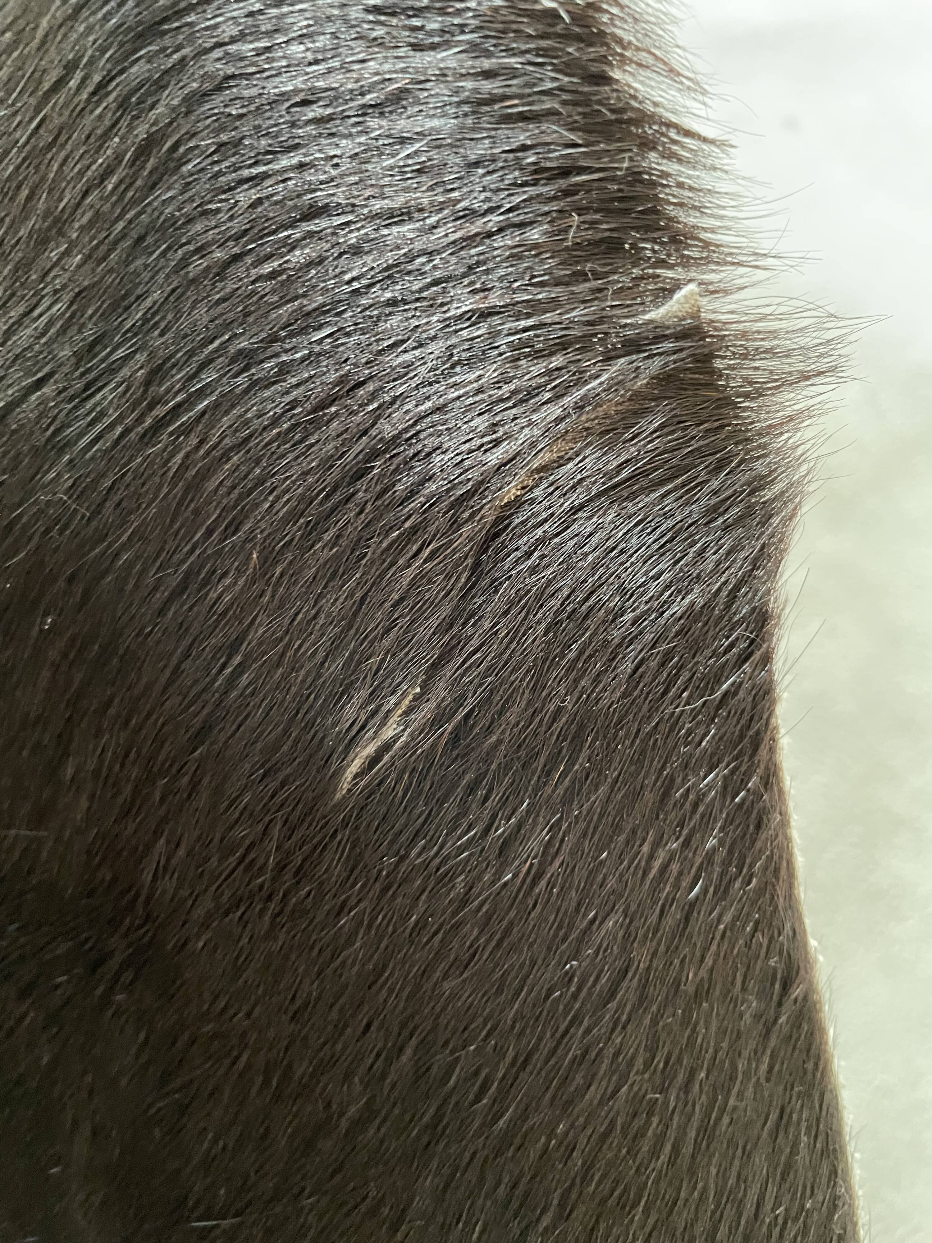 Cowhide mat 210x250cm