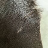 Cowhide mat 210x250cm