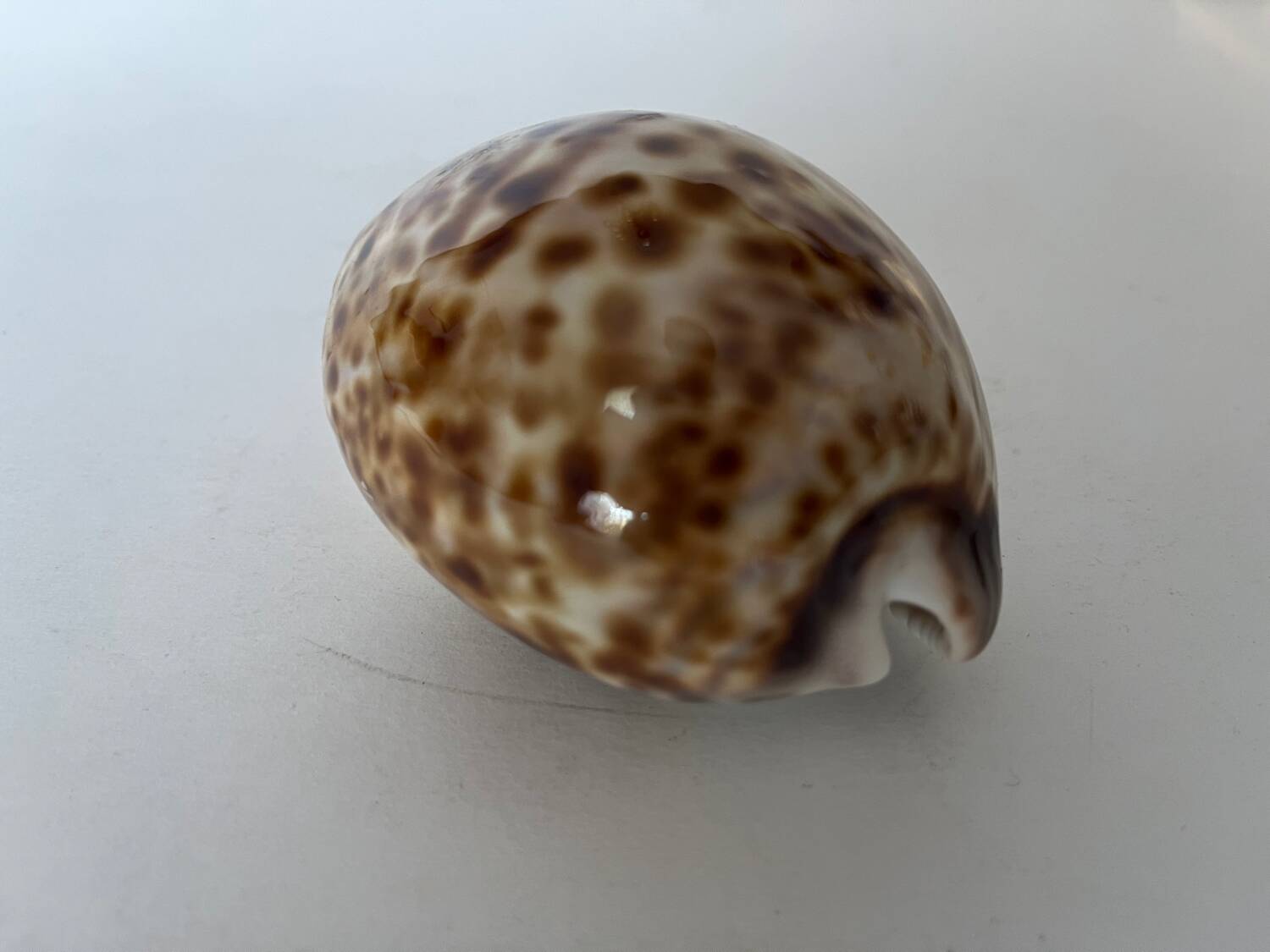 Ciprea tigris seashell