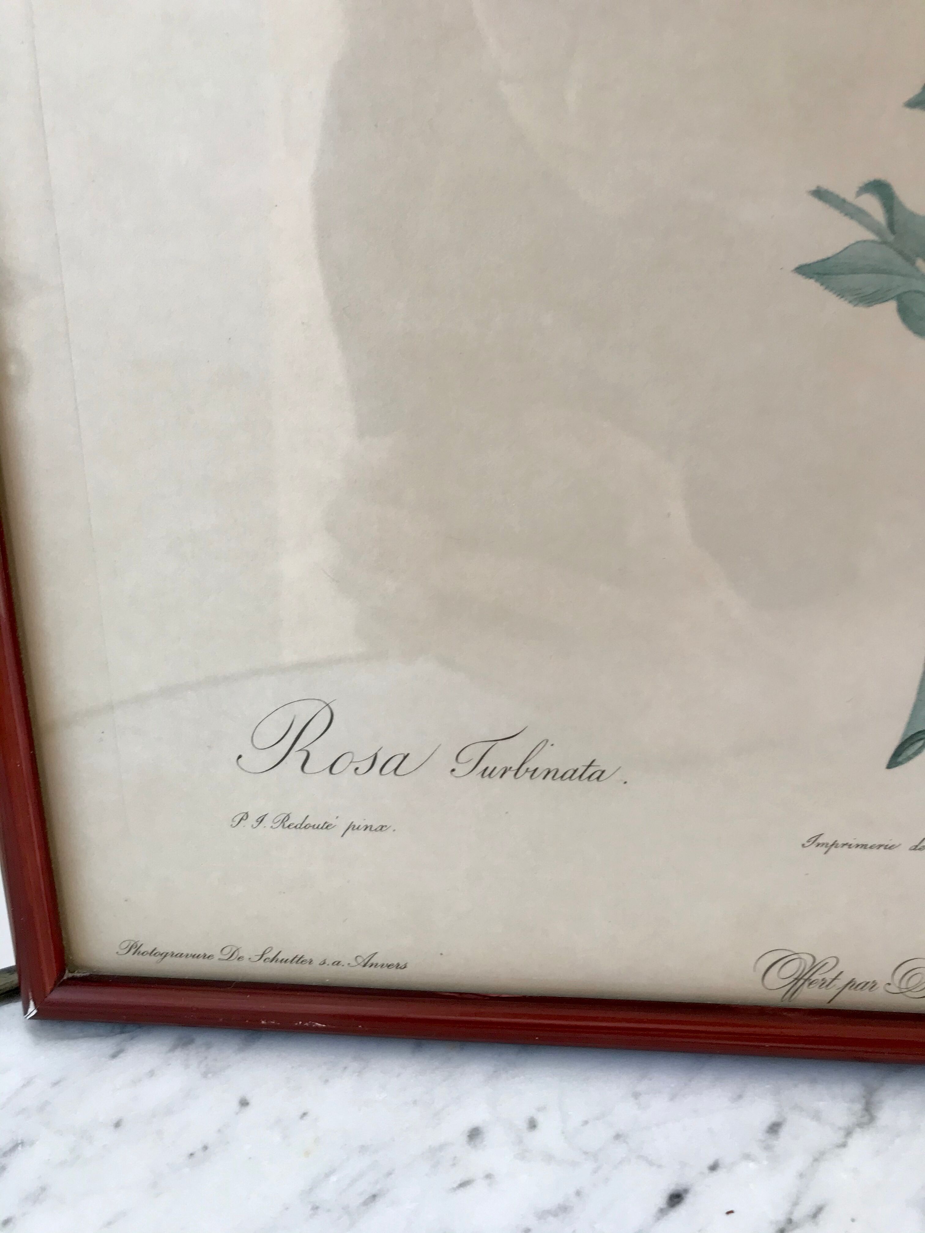 Lithography PJ Dreaded framed Rosa Turbinata