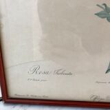 Lithography PJ Dreaded framed Rosa Turbinata