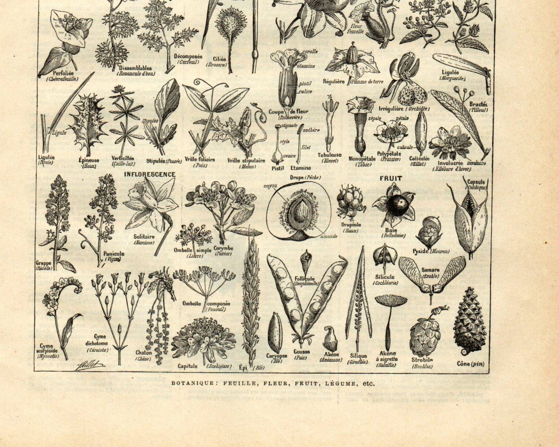 Old engraving from 1923 - Botany - Plant morphology by A. Millot