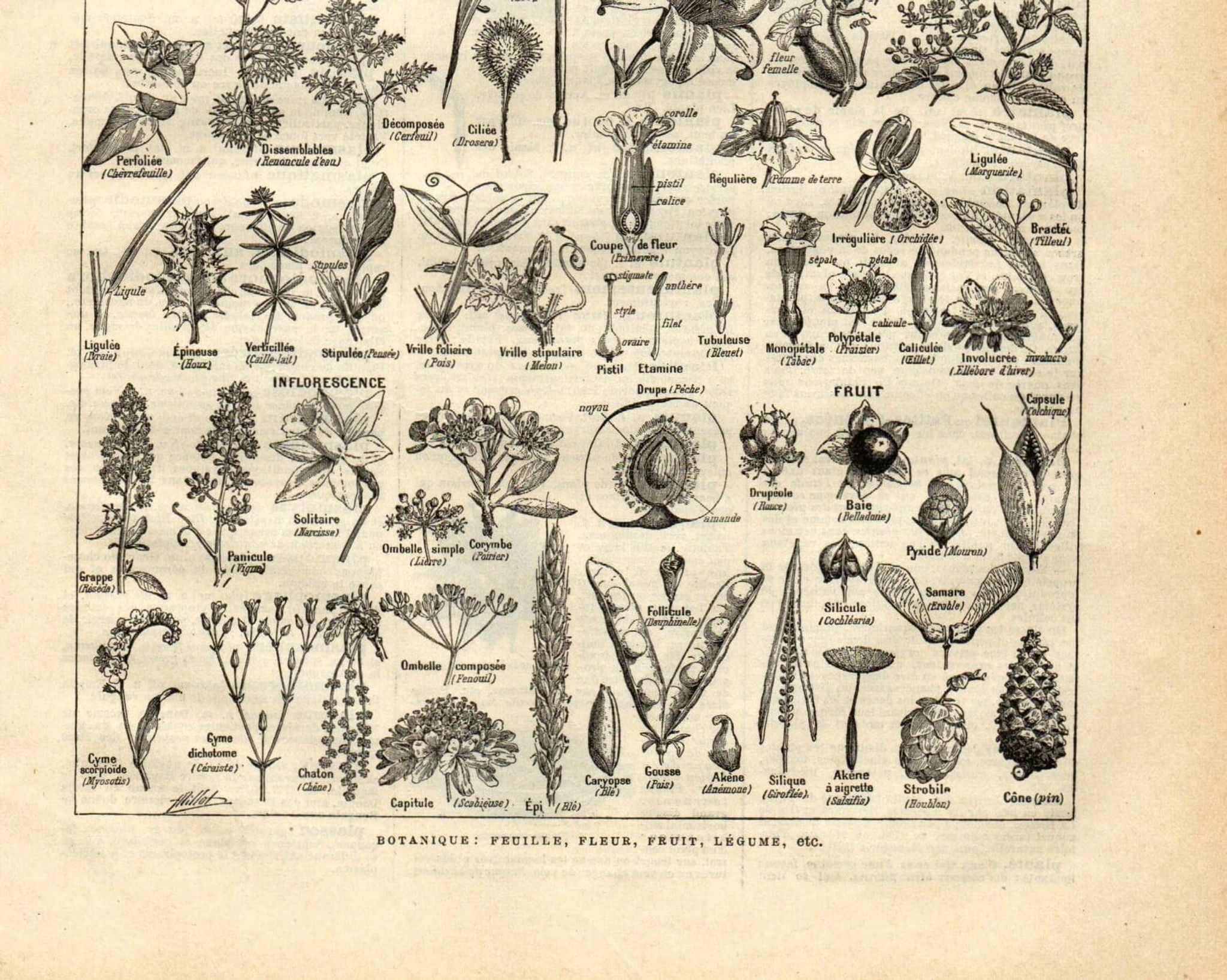 Gravure ancienne de 1923 - Botanique - Morphologie végétale par A. Millot