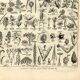 Old engraving from 1923 - Botany - Plant morphology by A. Millot