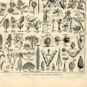 Gravure ancienne de 1923 - Botanique - Morphologie végétale par A. Millot