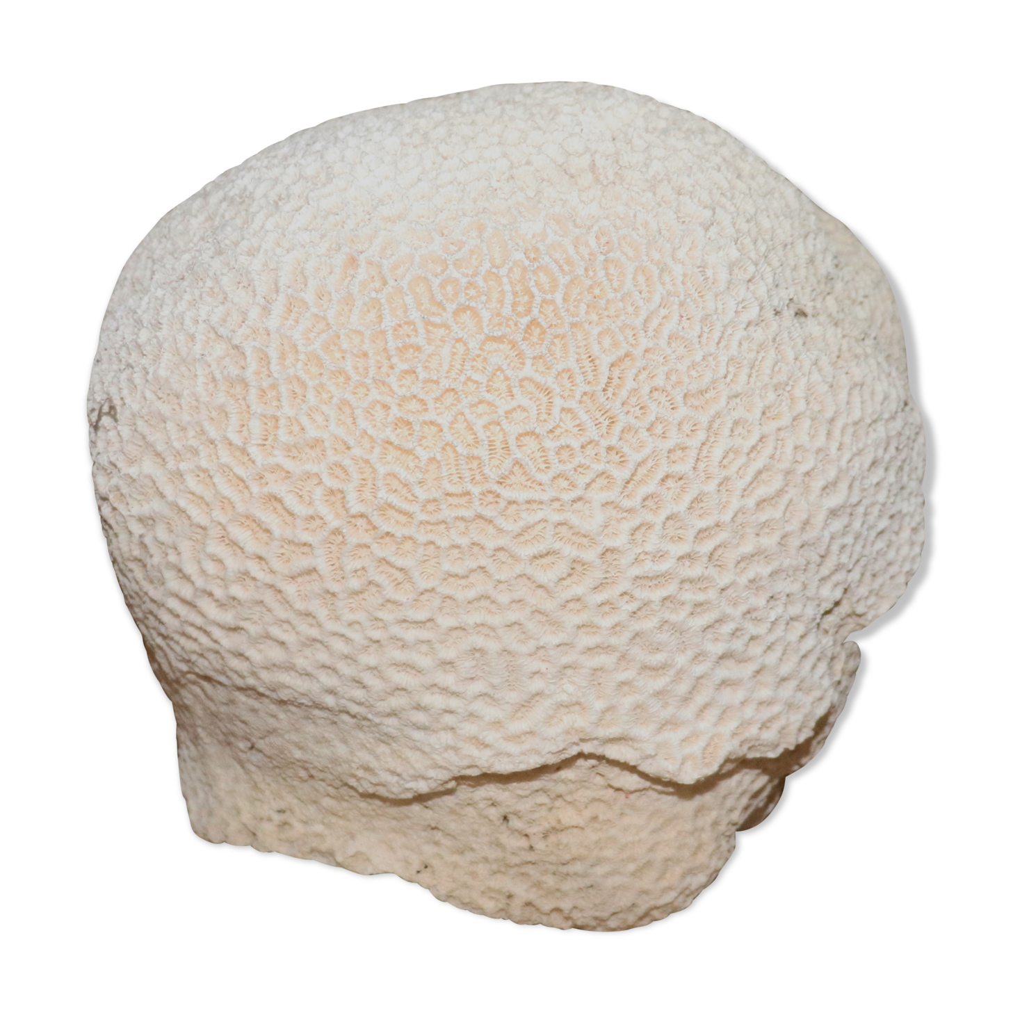 Corail Blanc boule diamètre 20 cm