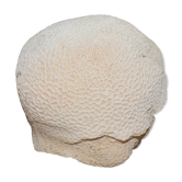 Corail Blanc boule diamètre 20 cm