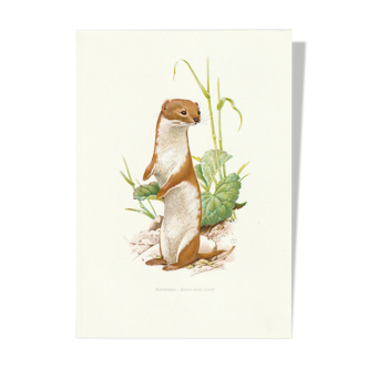 Vintage school print of a weasel