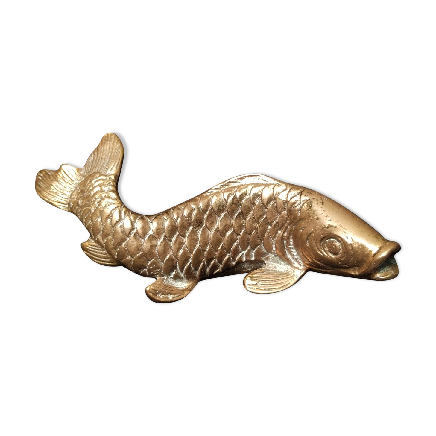 Bronze koi carp fish