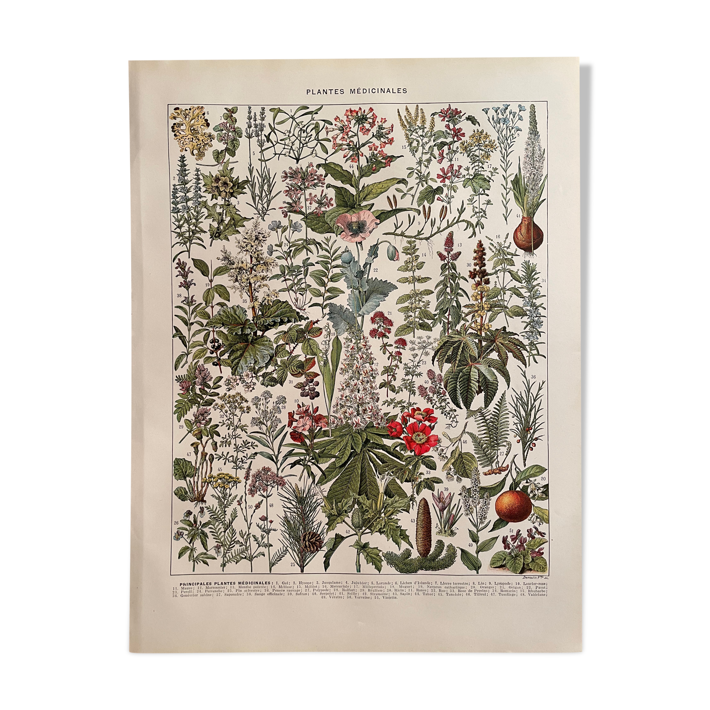 Lithograph on medicinal plants (mistletoe), 1930