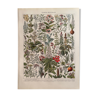 Lithographie sur les plantes médicinales (gui), 1930