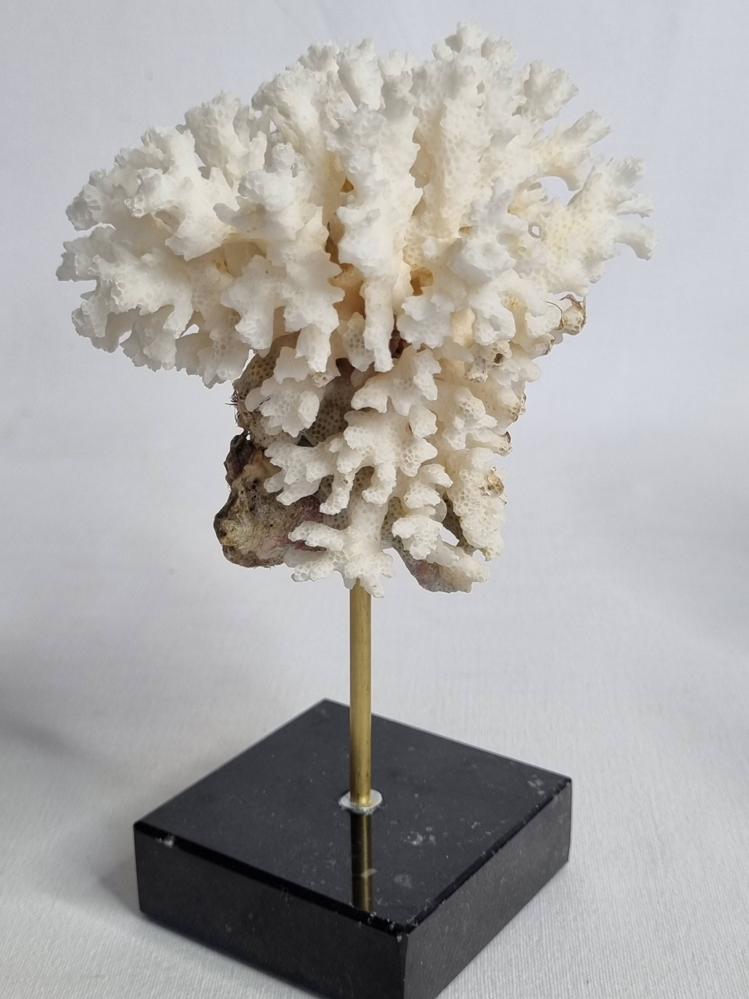 Set of four ancient white corals on pedestal, 15 cm