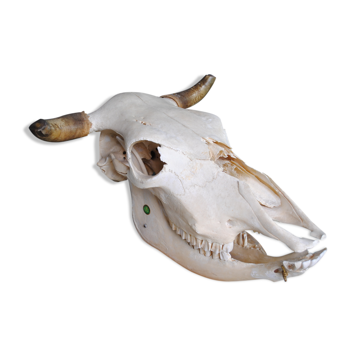 Skull of bovine