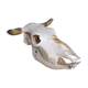 Skull of bovine