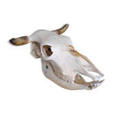 Skull of bovine