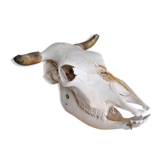 Skull of bovine