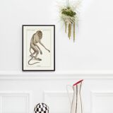 Lithograph engraving chimera animal - the mirilion