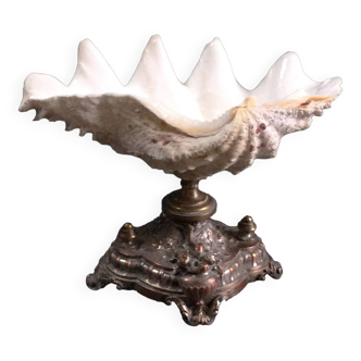 Large clam shell on base