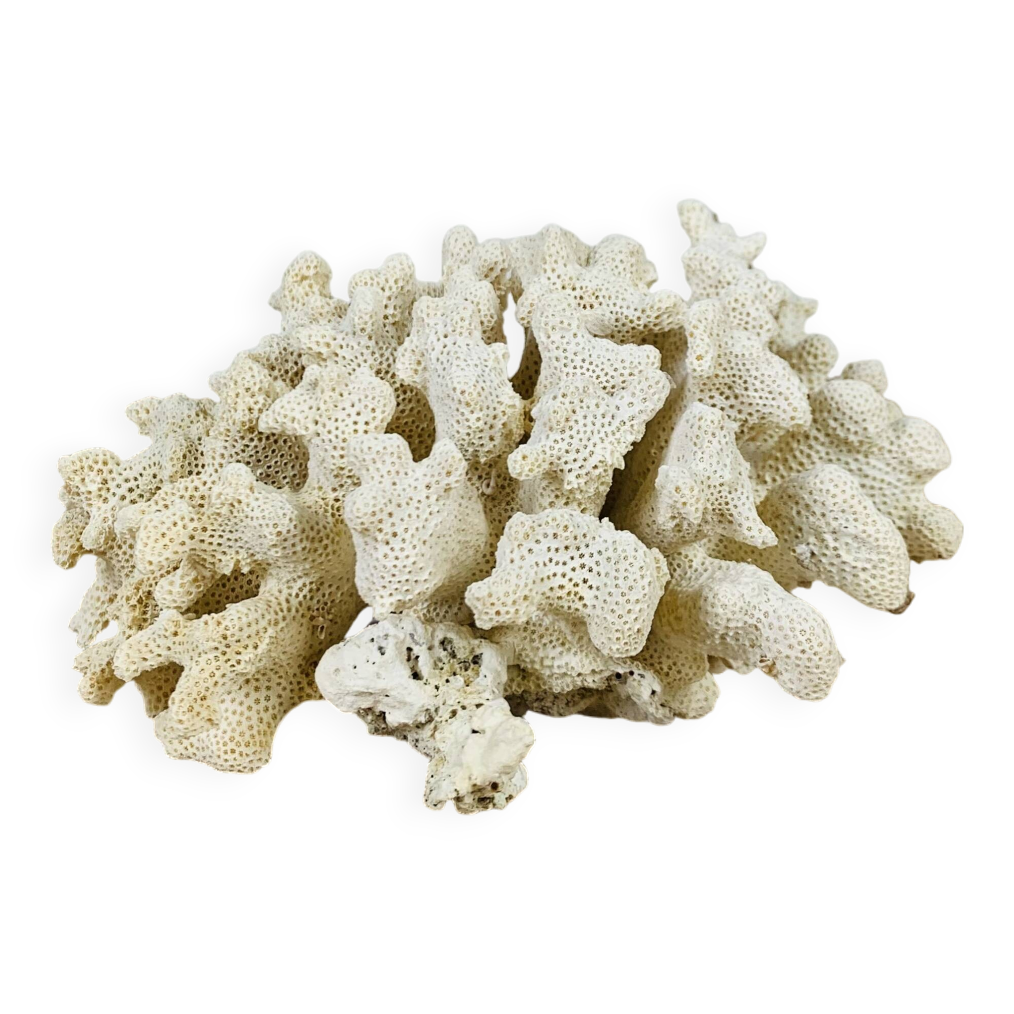 Old white coral 14 cm