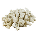 Old white coral 14 cm