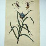 Gravure ancienne de 1838 -Plante Tradecantie et insecte- Planche coloriée à la main zoologique