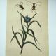 Old engraving from 1838 - Tradecantie plant and insect - Zoological hand-colored board