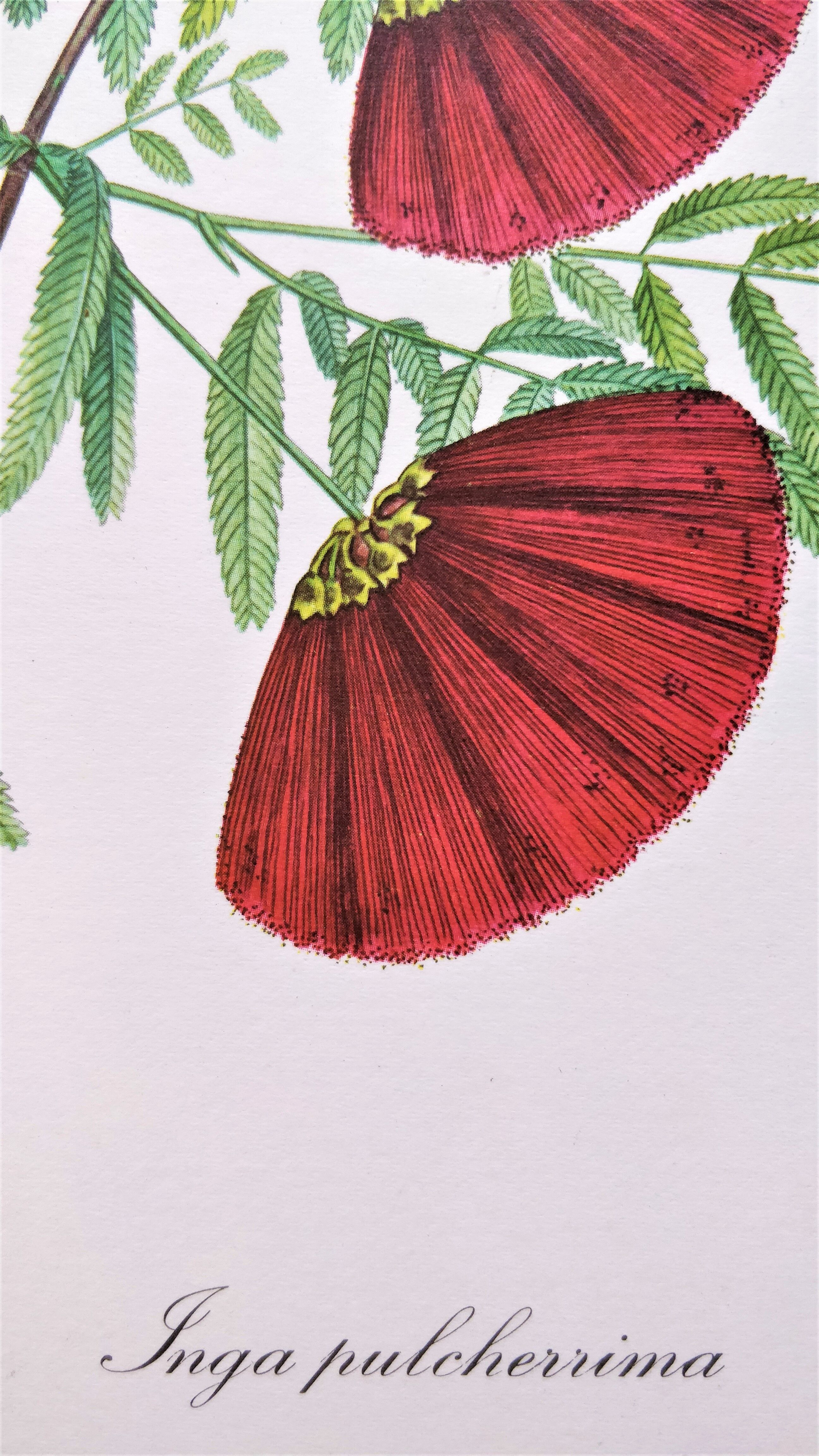 Botanical plank flower inga pulcherrima