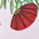 Botanical plank flower inga pulcherrima