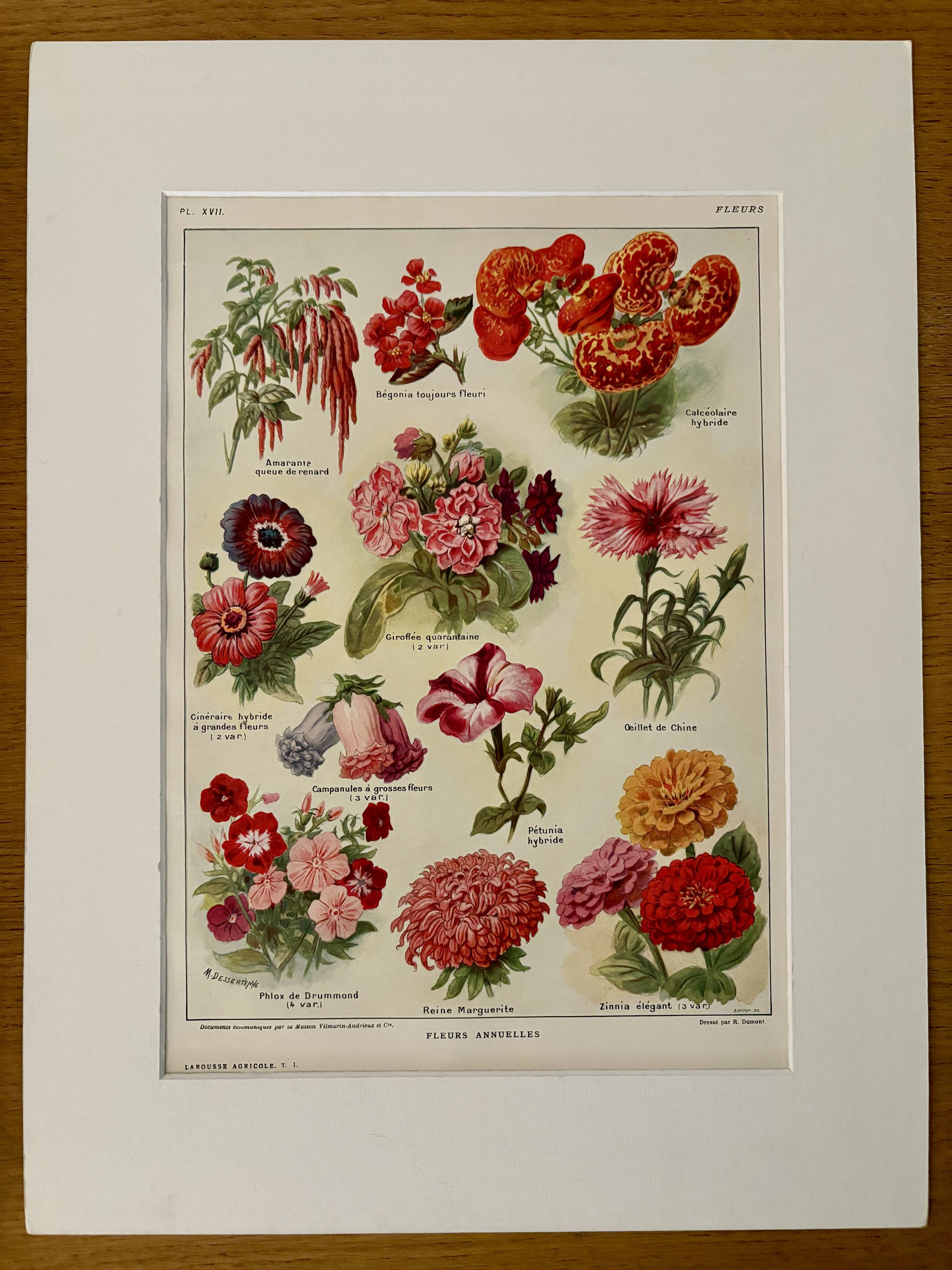 Lithograph of annual flowers - 1920