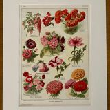 Lithograph of annual flowers - 1920