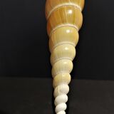 Cabinet of Curiosities shell tibia fusus on base