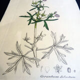Botanical engraving, Gerantum dilsectum, Sowerby, 1808, 22 x 13 cm