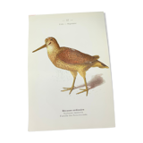 Naturalist plate old birds double-sided engraving work 1908 G. Denise